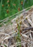 Luzula pallescens