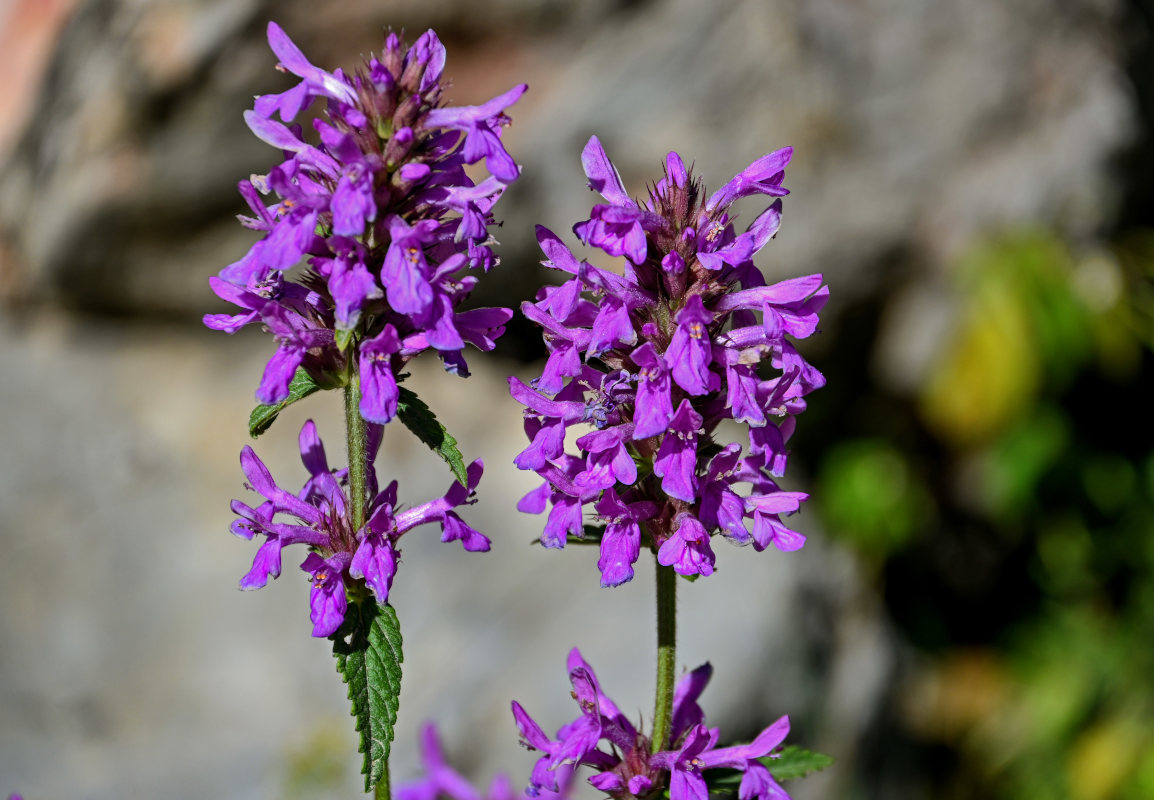 Image of Betonica betoniciflora specimen.