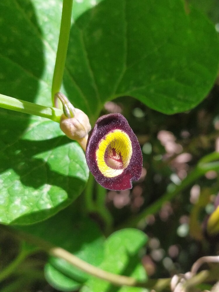 Изображение особи Aristolochia steupii.