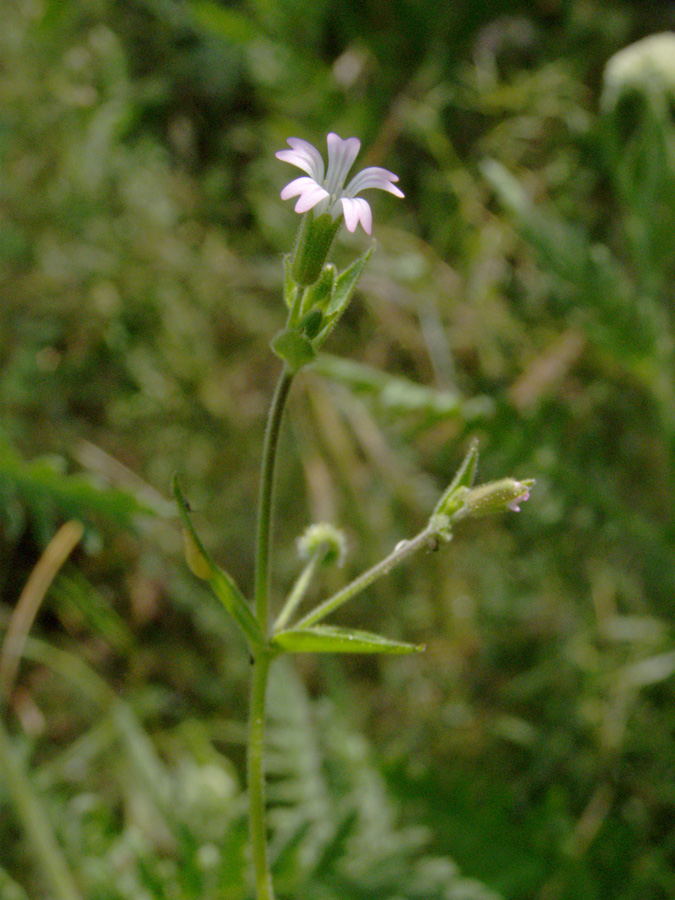 Image of Lepyrodiclis stellarioides specimen.