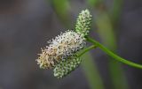 Sanguisorba tenuifolia
