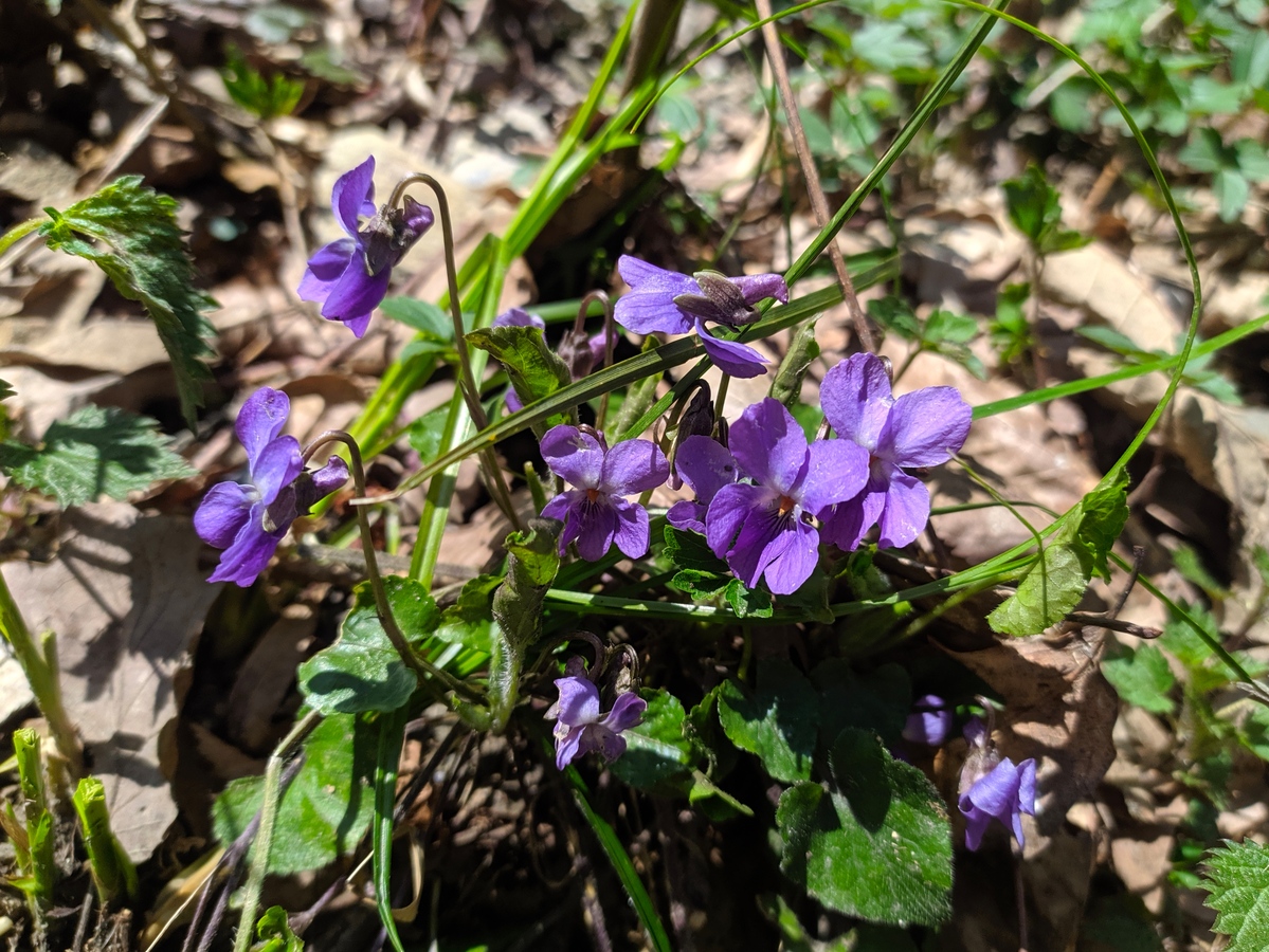 Изображение особи Viola hirta.