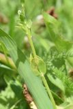 Veronica serpyllifolia. Часть побега с повреждённым листом. Калужская обл., Боровский р-н, окр. дер. Чёлохово, высота 200 м н.у.м, сенокосный луг на старой залежи в 50 м от лесополосы. 21 мая 2024 г.