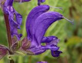Salvia pratensis. Цветки. Тульская обл., Куркинский р-н, окр. дер. Донские Озерки, ровный участок между отвершками балки, луговая степь. 30.06.2023.