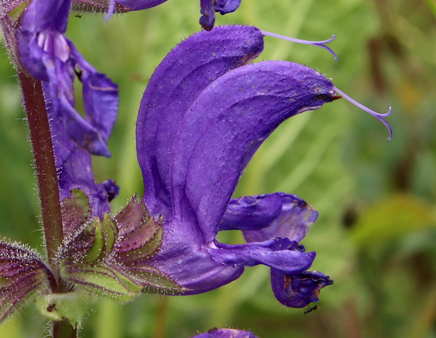 Изображение особи Salvia pratensis.