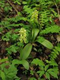 Orchis pallens