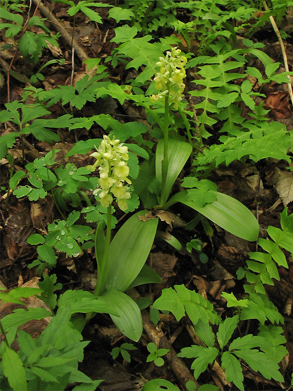 Изображение особи Orchis pallens.