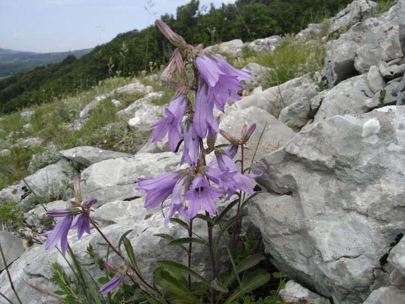 Image of Campanula sibirica specimen.