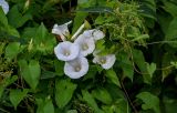 Calystegia sepium