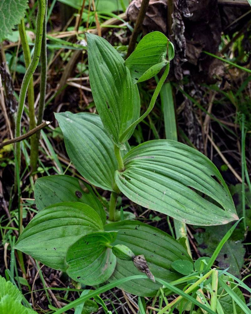 Image of genus Cypripedium specimen.