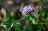 Trifolium pratense