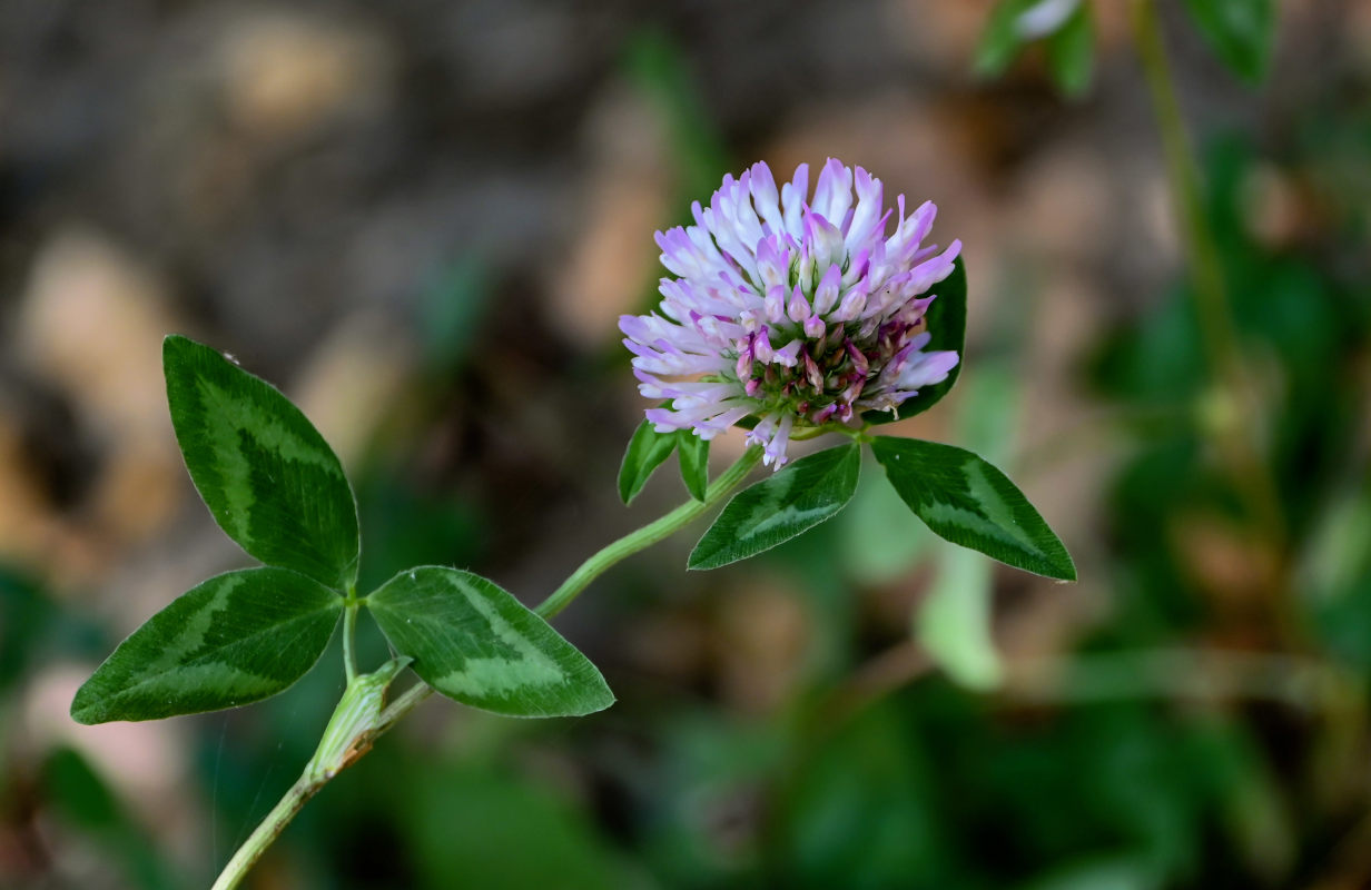 Изображение особи Trifolium pratense.