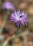 genus Carduus. Соцветие с кормящимся жуком. Турция, пров. Анталья, р-н Кумлуджа, окр. вдхр. Алакыр, каменистая обочина грунтовой дороги. 31.05.2024.