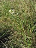 Erysimum leucanthemum