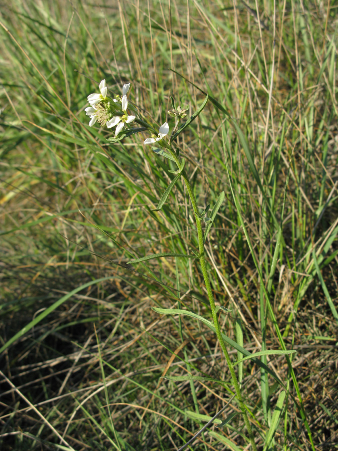 Изображение особи Erysimum leucanthemum.