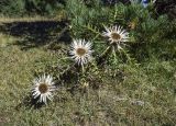 Carlina acaulis ssp. caulescens