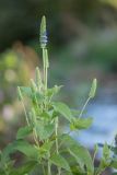 Salvia hispanica
