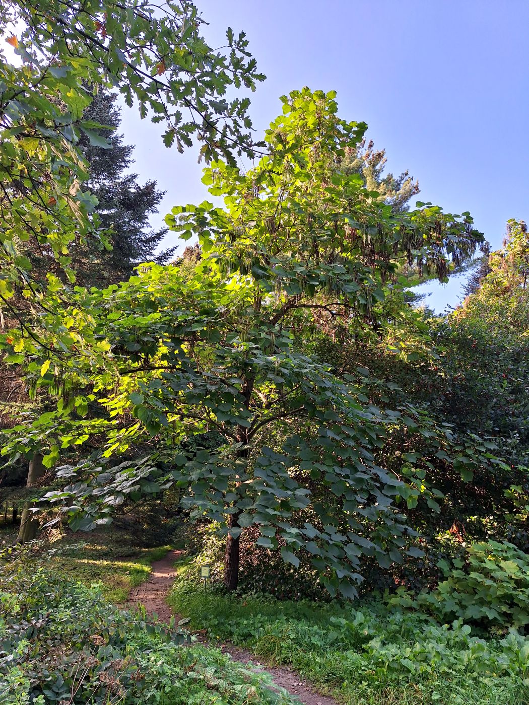 Image of Catalpa bungei specimen.