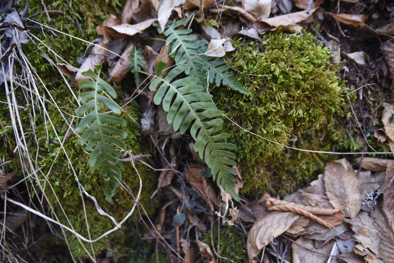 Image of Polypodium vulgare specimen.