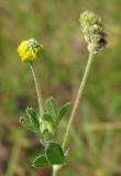 Medicago lupulina. Верхушка растения с соцветием и соплодием (видно железистое опушение). Архангельская обл., Вельский р-н, пос. Усть-Шоноша, как сегетальное. 16.07.2010.