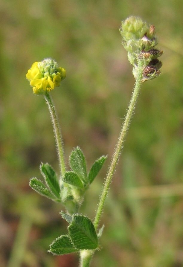 Изображение особи Medicago lupulina.