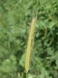 Hordeum bulbosum