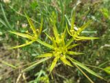 Bupleurum odontites