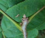 Juglans mandshurica