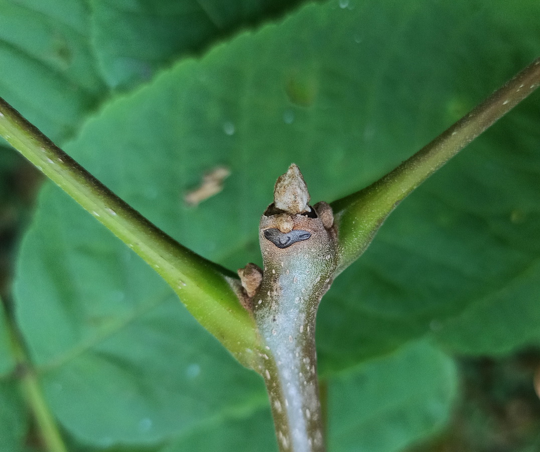 Изображение особи Juglans mandshurica.