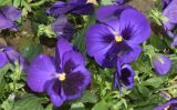 Viola wittrockiana