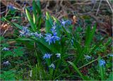 Scilla siberica. Соцветущие растения. Московская обл., Раменский р-н, окр. дер. Хрипань, садовый участок. 21.04.2025.