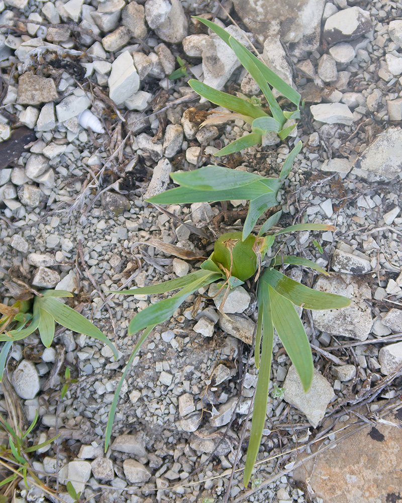 Image of Iris pumila specimen.