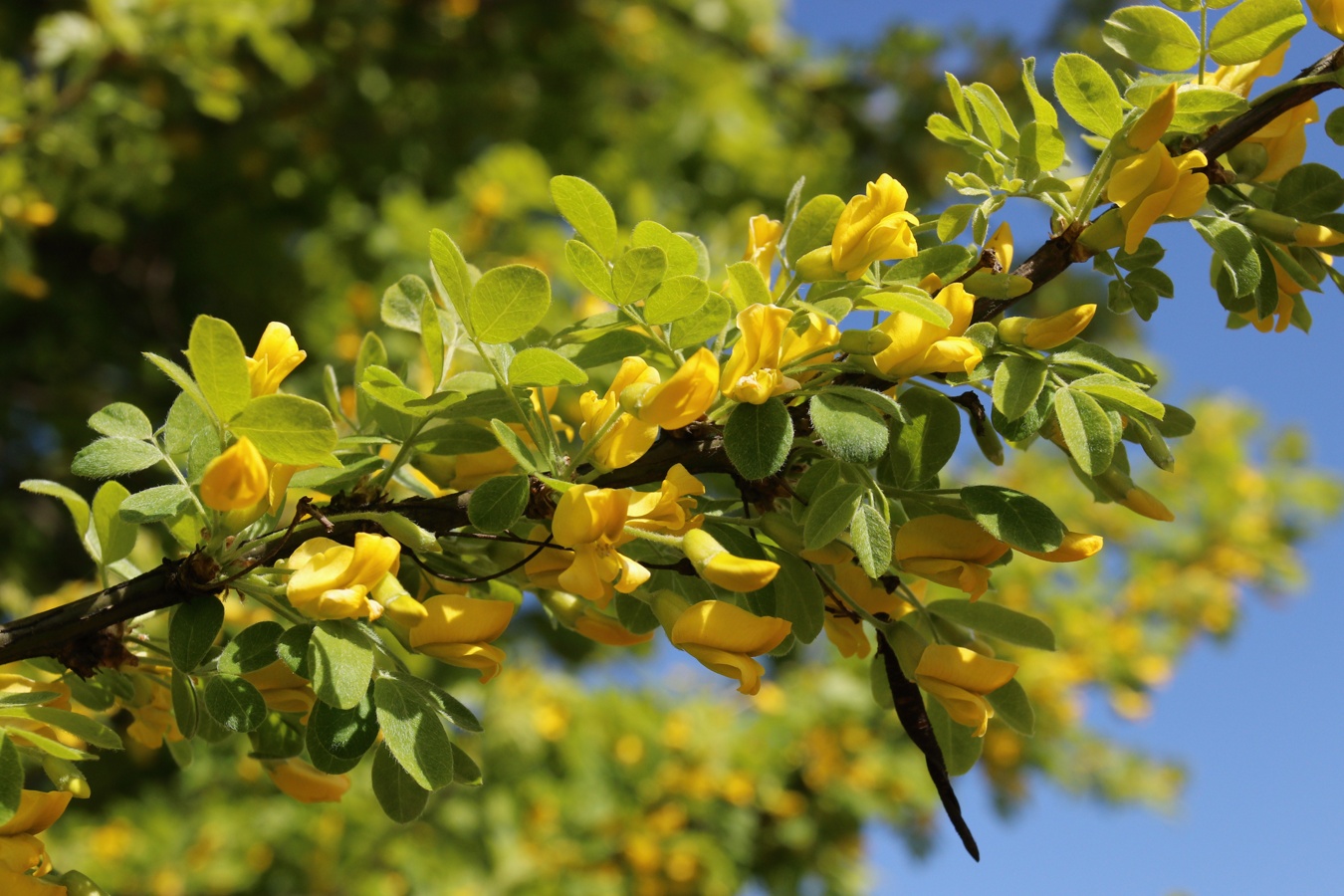 Image of Caragana arborescens specimen.
