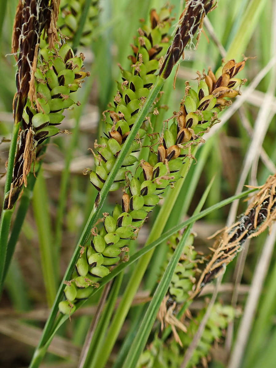 Image of genus Carex specimen.
