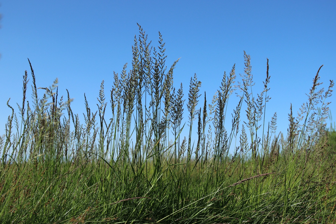 Image of Calamagrostis groenlandica specimen.