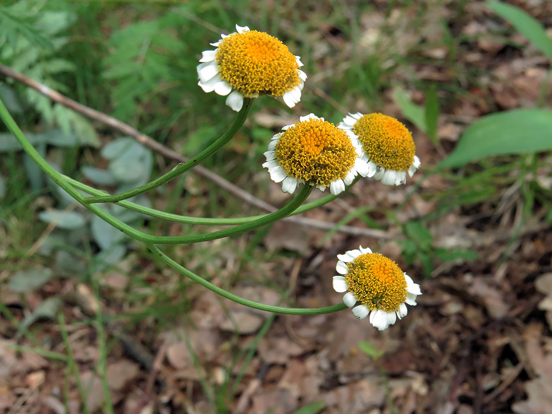 Image of Pyrethrum corymbosum specimen.