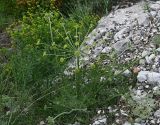 Zosima absinthifolia. Цветущее растение. Дагестан, Сулакский каньон, скалистый склон у тропы к подвесному мосту. 04.05.2025.