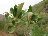 Salix karelinii. Верхушка веточки с поеденными листьями (видна абаксиальная сторона листьев). Казахстан, Жамбылская обл., Жуалынский р-н, запов. \"Аксу-Джабаглы\"; Таласский Алатау, ущ. Коксай, ≈ 2200 м н.у.м., берег речки. 2 августа 2025 г.