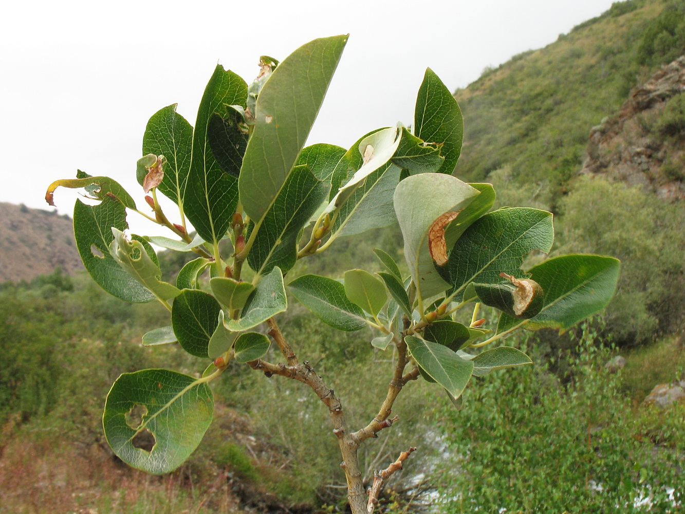 Изображение особи Salix karelinii.
