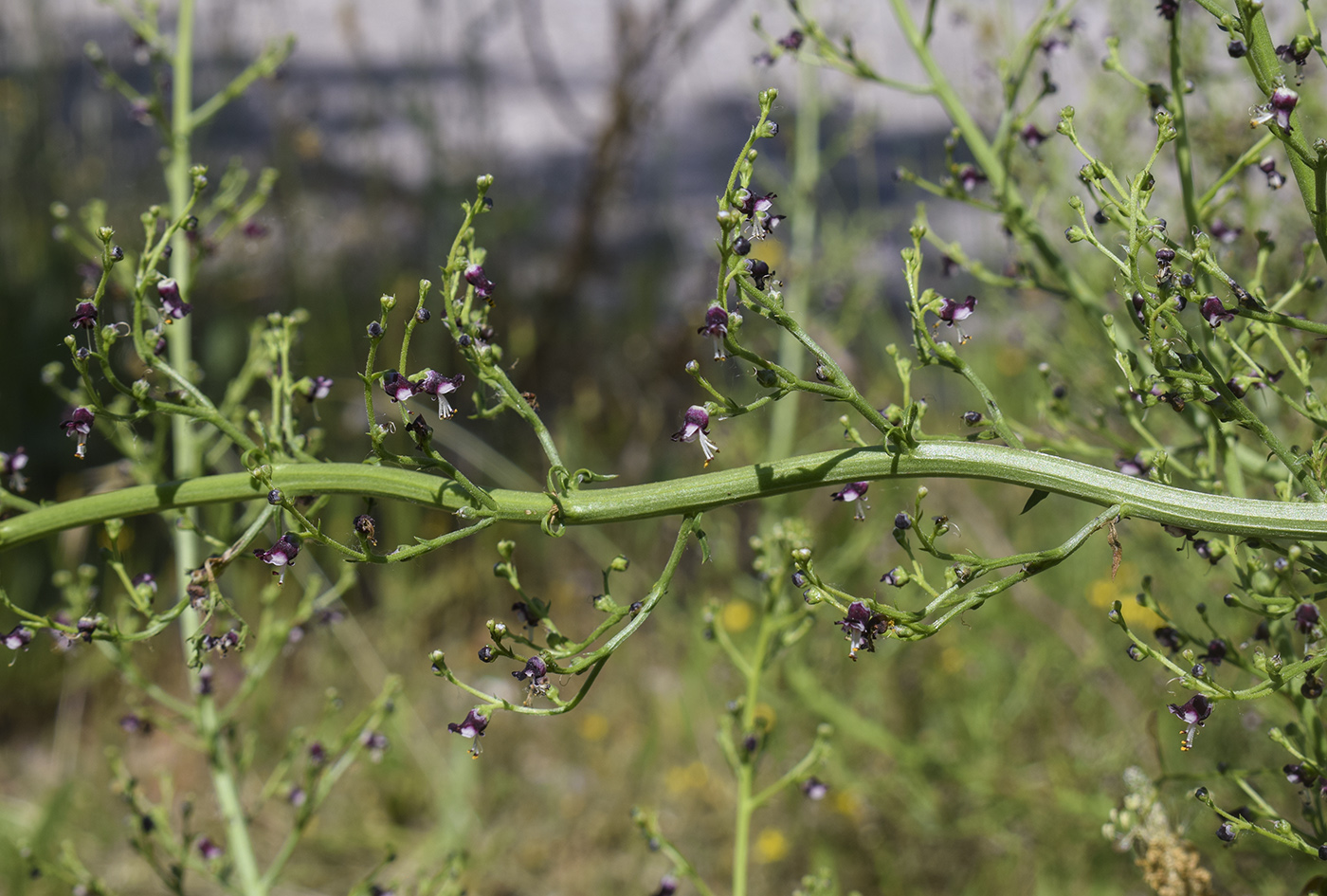 Изображение особи Scrophularia canina ssp. crithmifolia.