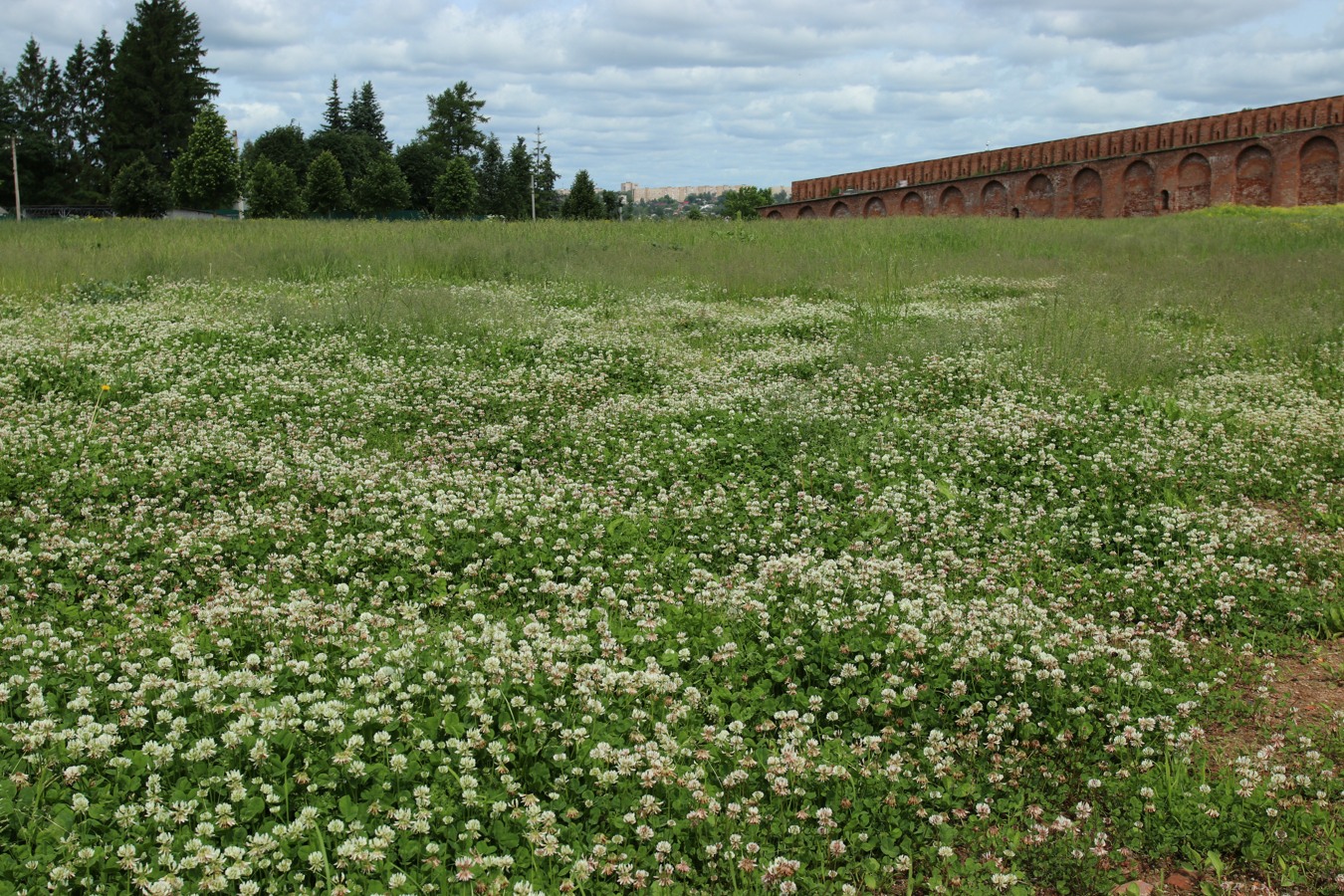 Image of Trifolium repens specimen.