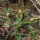 Lycopodium clavatum. Молодые веточки. Хабаровский край, окр. г. Комсомольск-на-Амуре, лиственный лес, берег ручья. 09.08.2025.