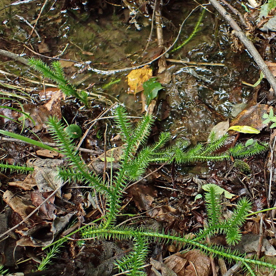 Image of Lycopodium clavatum specimen.