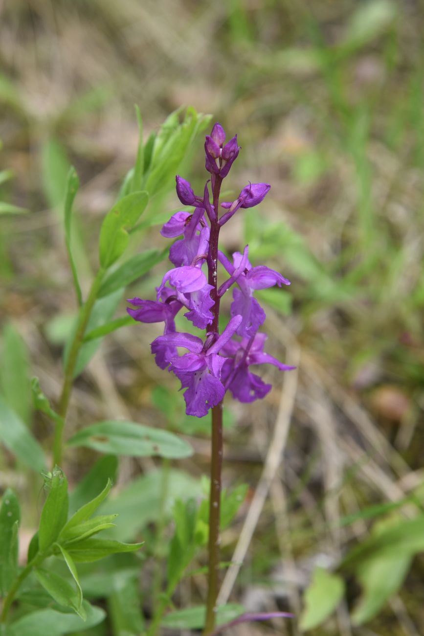 Изображение особи Orchis mascula.