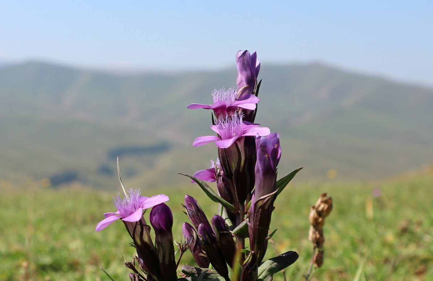 Image of Gentianella caucasea specimen.