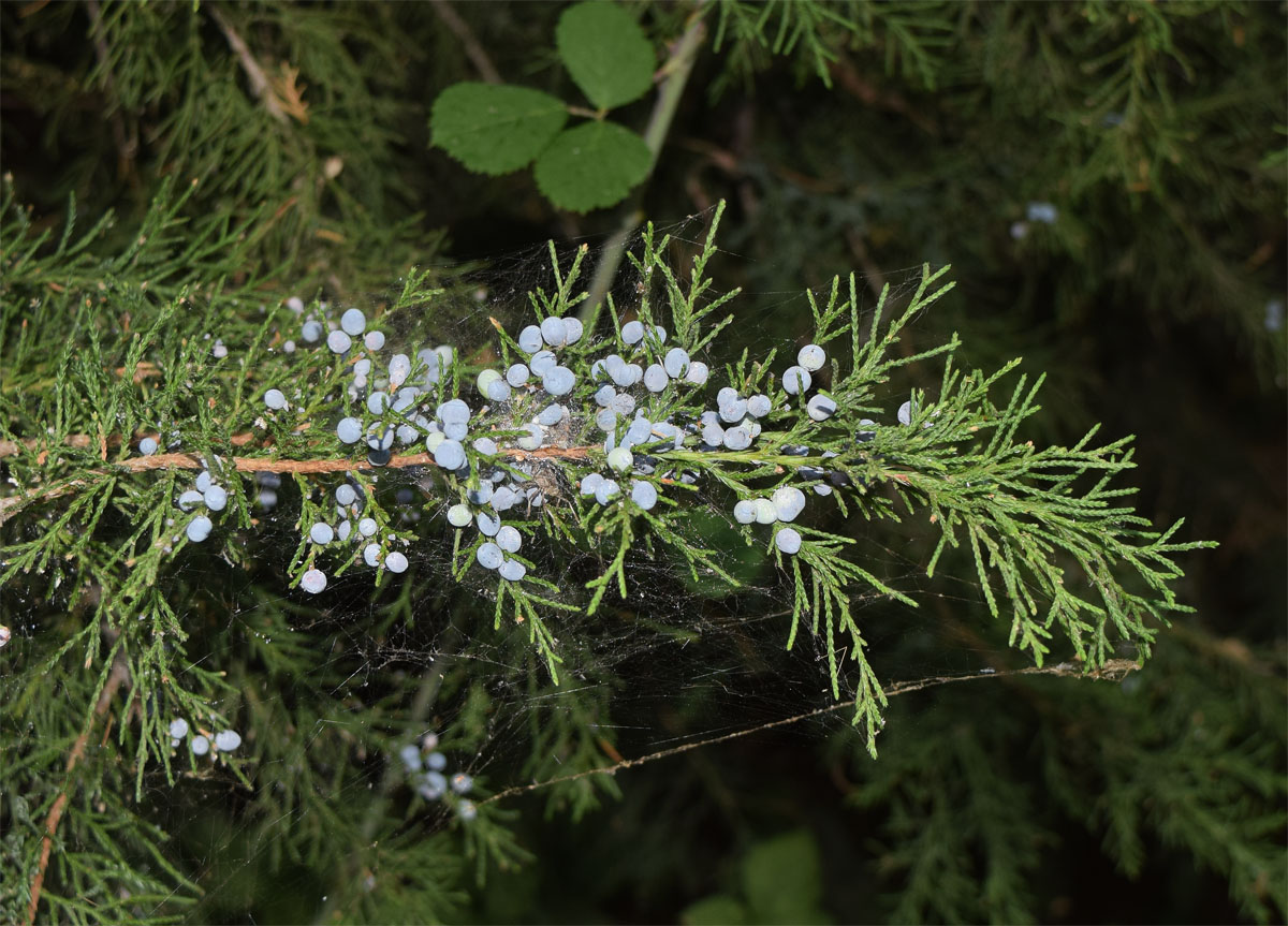 Изображение особи Juniperus virginiana.
