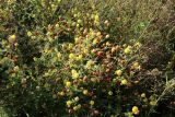 Trifolium aureum