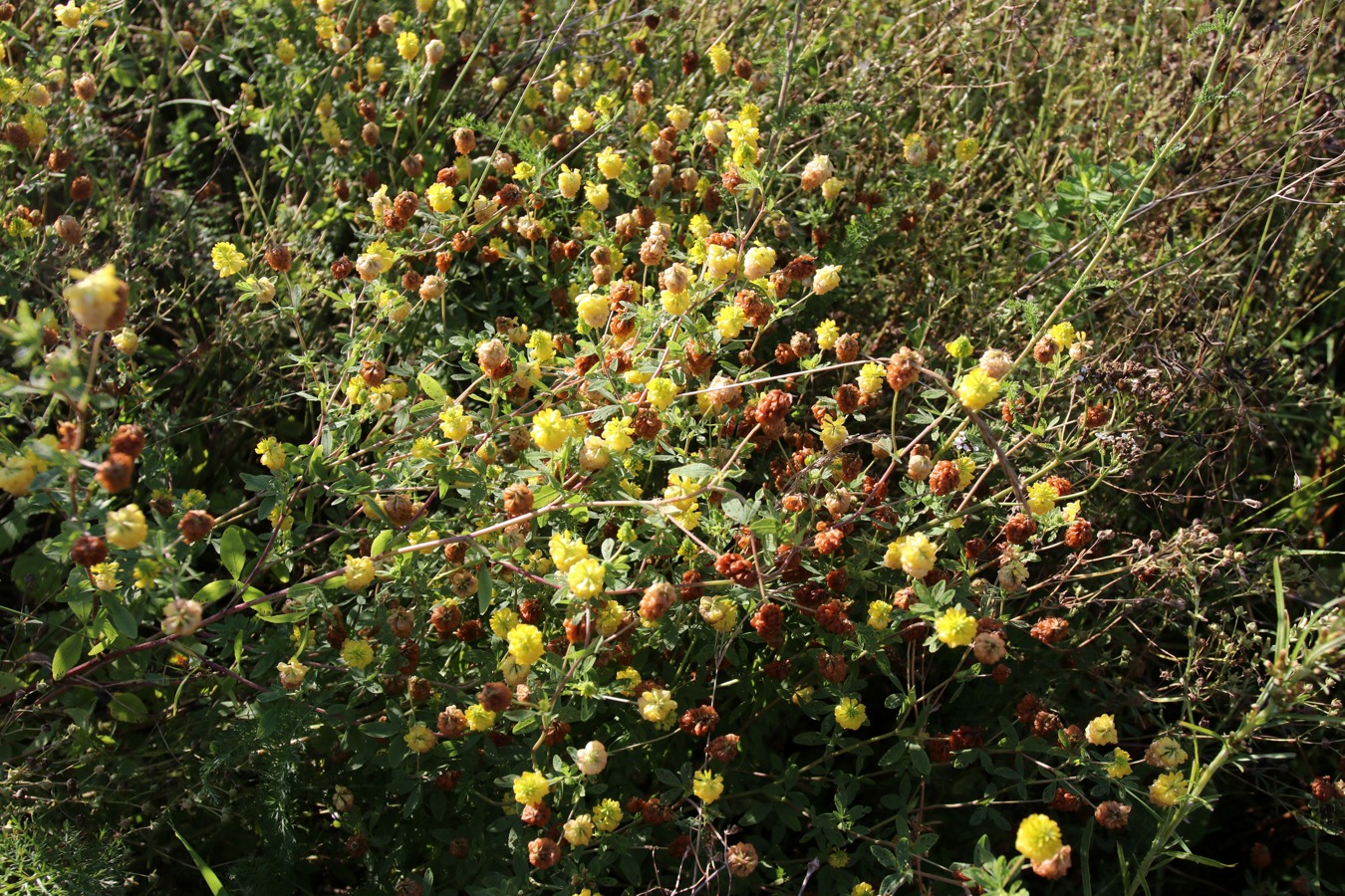 Image of Trifolium aureum specimen.
