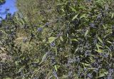 Phillyrea angustifolia. Часть кроны плодоносящего растения. Испания, Каталония, пров. Жирона, комарка Баш Эмпорда, муниципалитет Калонже, в подлеске дубово-соснового леса, обочина лесной дороги. 27.10.2025.