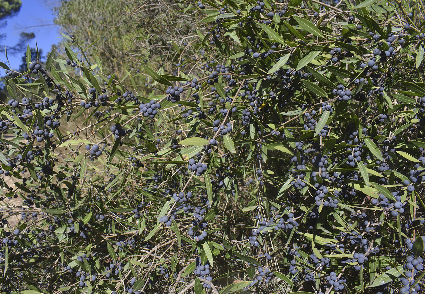 Изображение особи Phillyrea angustifolia.